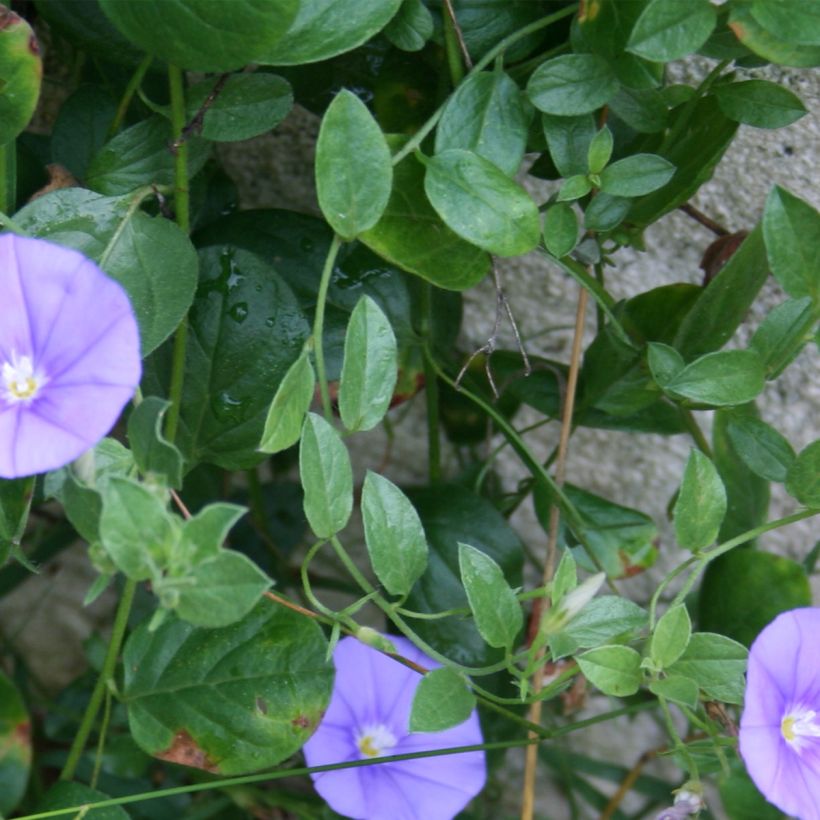 Convolvulus sabatius Compacta - Kriechende Winde (Laub)