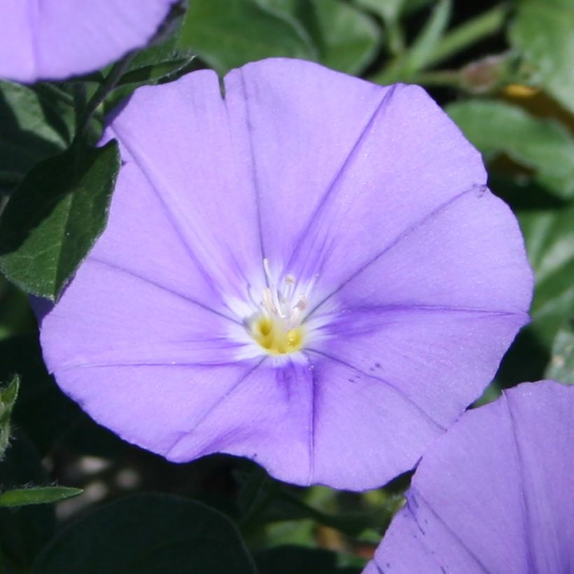 Convolvulus sabatius Compacta - Kriechende Winde (Blüte)