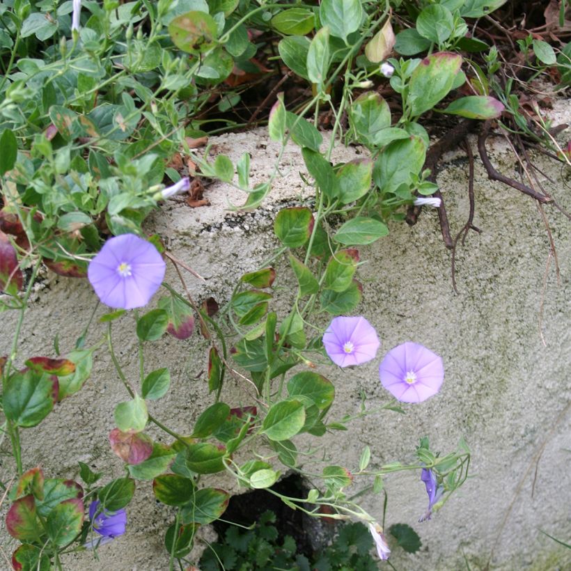 Convolvulus sabatius Compacta - Kriechende Winde (Wuchs)