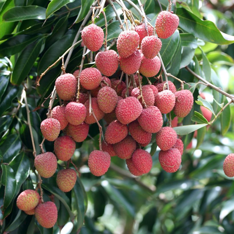 Litchi chinensis Kwai May Pink - Litschibaum (Ernte)