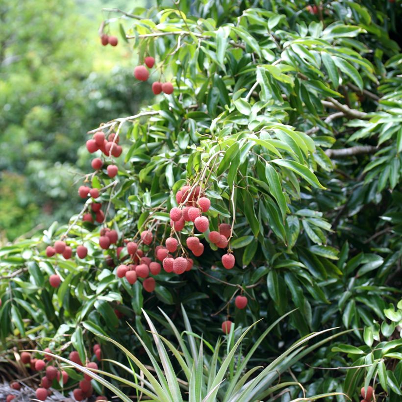 Litchi chinensis Kwai May Pink - Litschibaum (Wuchs)