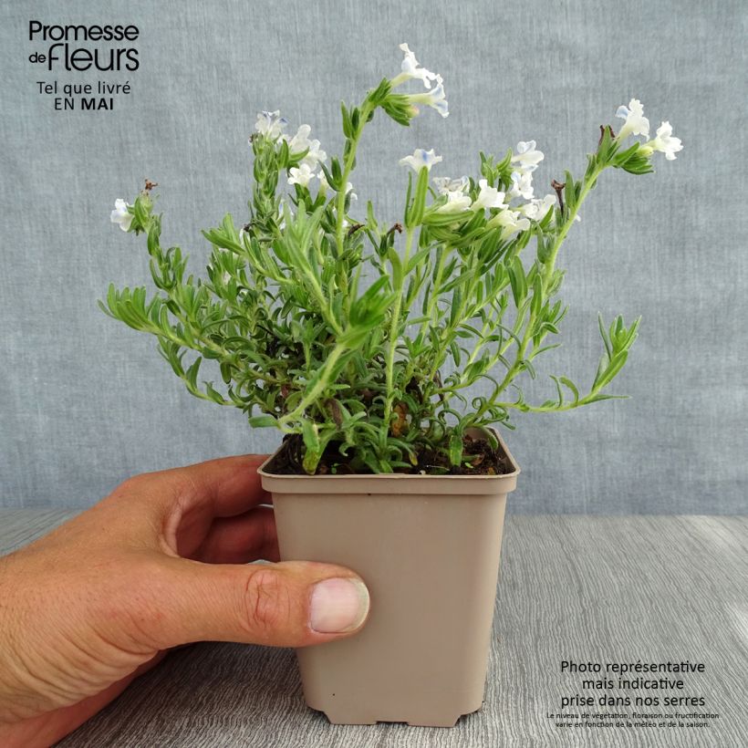 Example of Steinsame Cambridge Blue - Lithodora diffusa Kleine Töpfe von 8/9 cm as you get in printemps