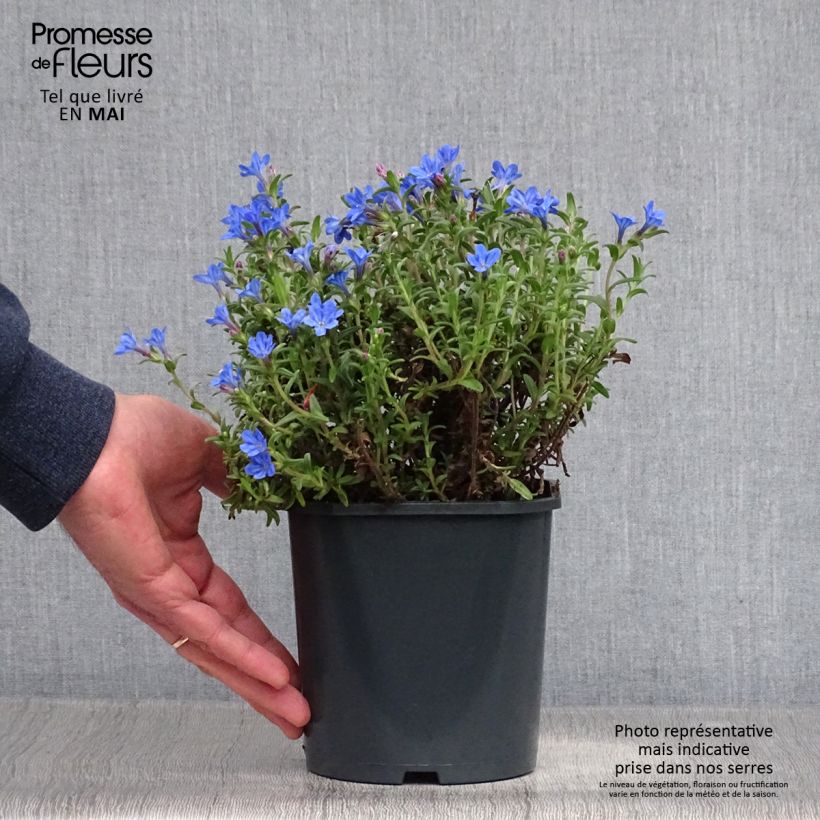 Exemplar von Steinsame Heavenly Blue - Lithodora diffusa Topf mit 2L/3L wie im Frühjahr geliefert