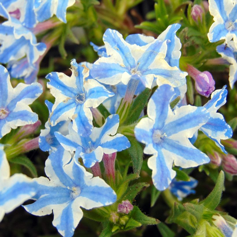 Steinsame Star - Lithodora diffusa (Flowering)