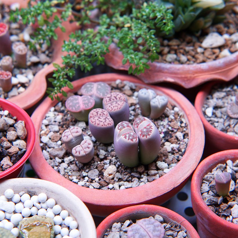 Lithops Pebble Plants Mixed (Samen) - Lebender Stein (Wuchs)