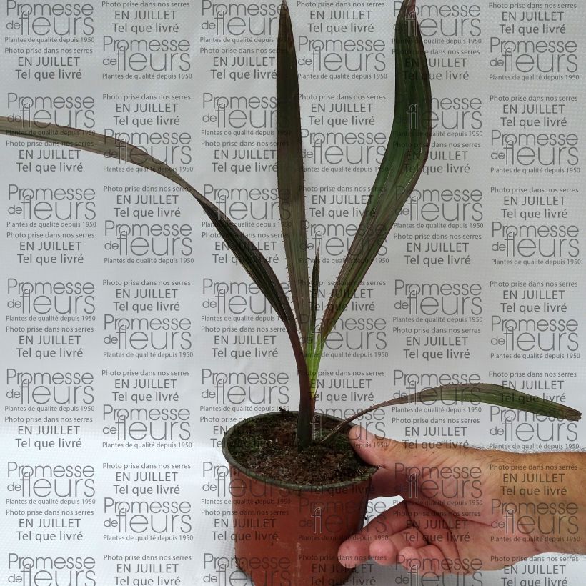 Exemplar von Livistona mariae - Livingstonpalme Topf 12 cm / 13 cm wie im Sommer geliefert