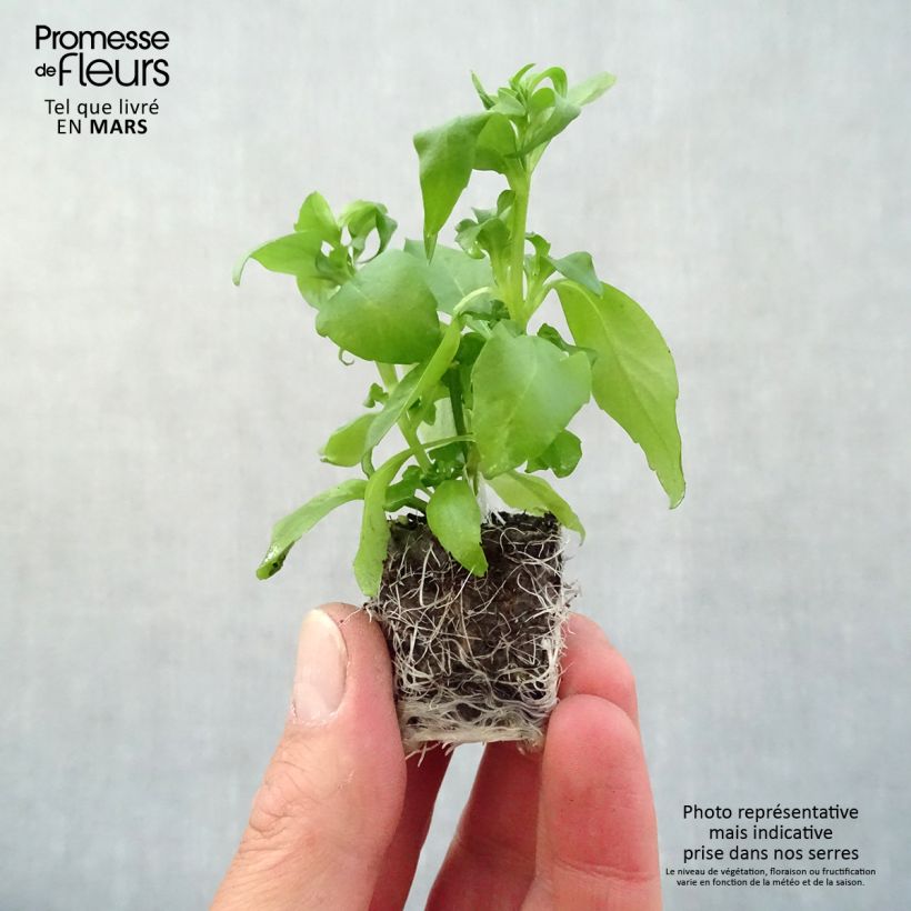 Exemplar von Lobelia erinus Anabel Blue - Lobelie Mini-Plug Ø 3/4 cm wie im Frühjahr geliefert