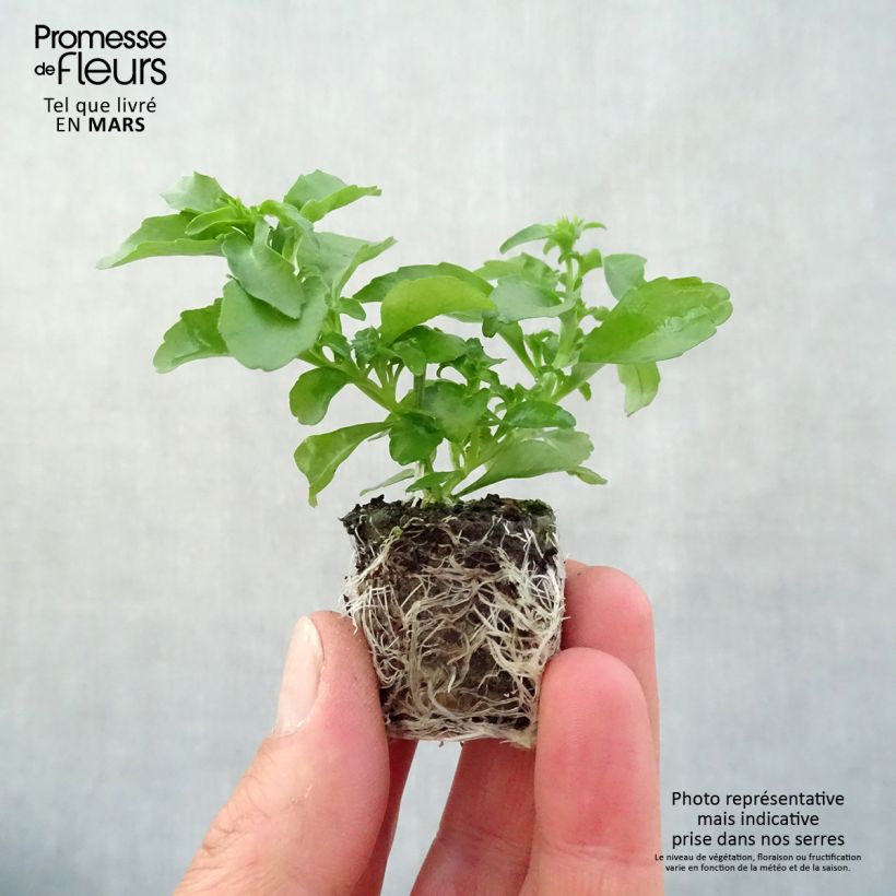 Example of Lobelia erinus Anabel Snow White - Lobelie Mini-Plug Ø 3/4 cm as you get in printemps