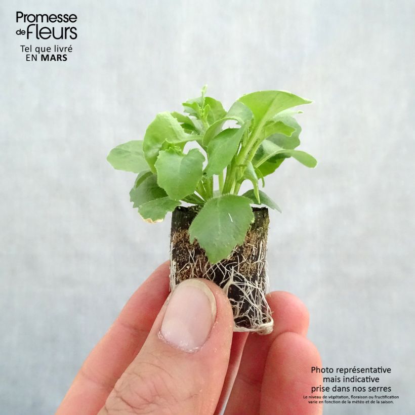 Exemplar von Lobelia erinus pendula Hot Bavaria - Lobelie Mini-Plug Ø 3/4 cm wie im Frühjahr geliefert