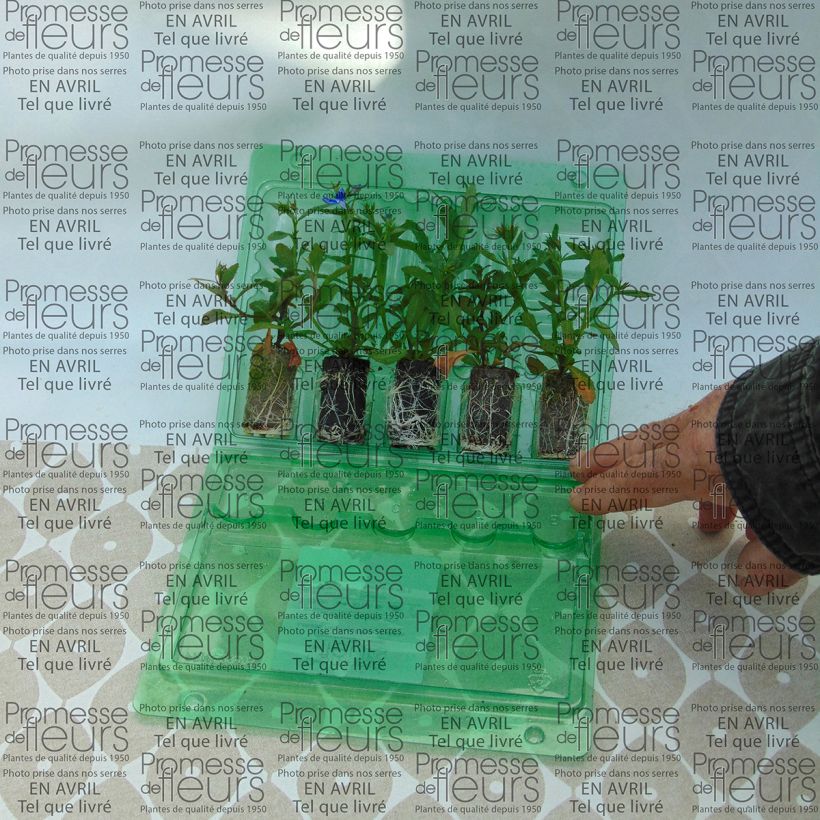 Beispiel eines Exemplars von Lobelia erinus Deep Blue Star - Lobelie Mini-Plug Ø 3/4 cm wie geliefert