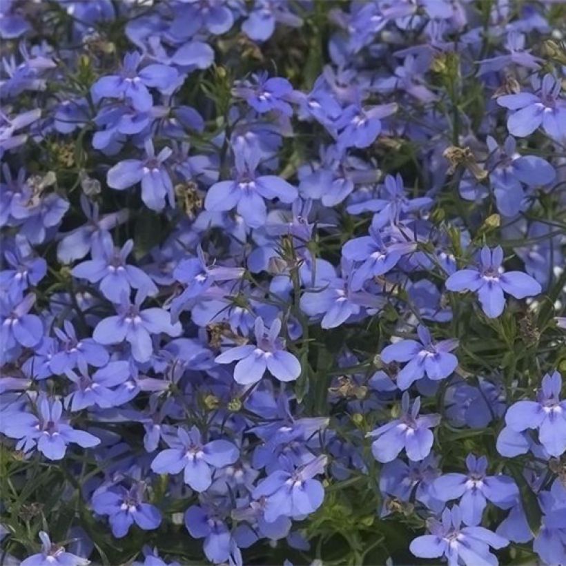 Lobelia erinus Hot Water Blue - Lobelie (Flowering)