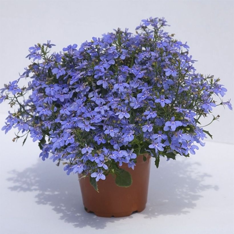 Lobelia erinus Hot Water Blue - Lobelie (Plant habit)
