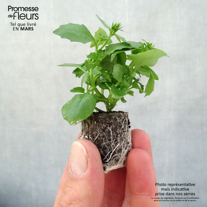 Example of Lobelia erinus Hot Water Blue - Lobelie Mini-Plug Ø 3/4 cm as you get in printemps