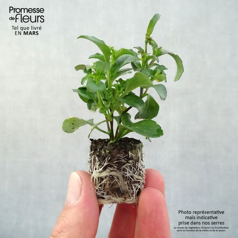 Example of Lobelia erinus Purple Star - Lobelie Mini-Plug Ø 3/4 cm as you get in printemps