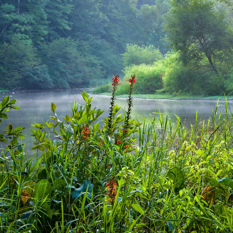 Lobelia cardinalis - Kardinals-Lobelie (Wuchs)