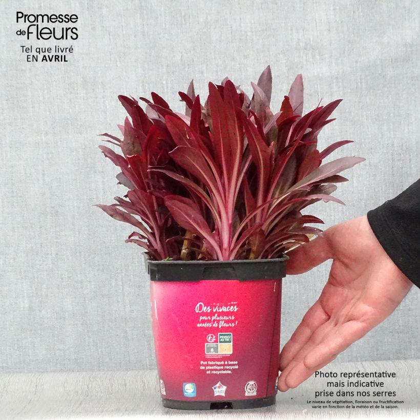 Exemplar von Stauden-Lobelie Queen Victoria - Lobelia fulgens Topf mit 2L/3L wie im Frühjahr geliefert