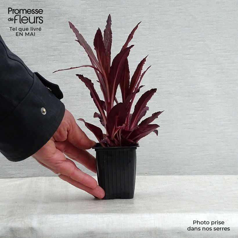 Exemplar von Stauden-Lobelie Queen Victoria - Lobelia fulgens Kleine Töpfe von 7/8 cm wie im Frühjahr geliefert