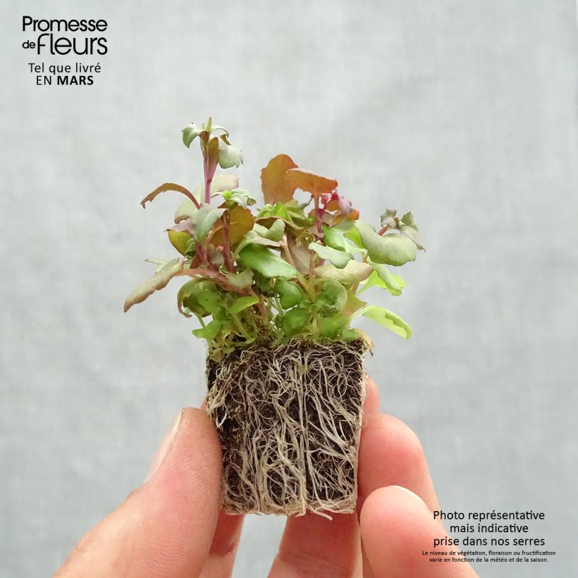 Example of Lobelia erinus Crystal Palace - Lobelie Jardi-Plug: Wurzelballen 3,8 cm x 3,2 cm in Anzuchtplatte à 15 Stück. as you get in printemps