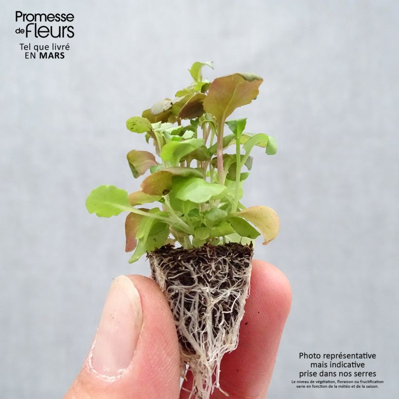 Example of Lobelia erinus Crystal Palace - Lobelie Mini-Plug: Plug 2,2 cm x 2 cm in Anzuchtplatte à 35 Stück as you get in printemps