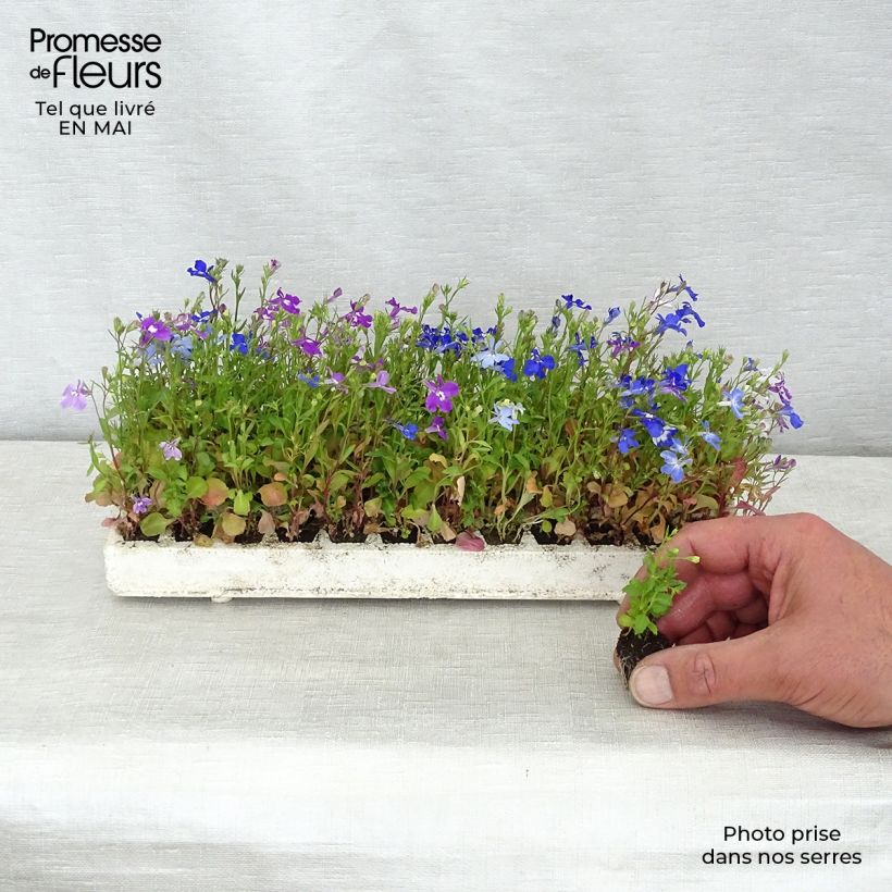 Example of Lobelia erinus pendula Regatta Mix - Lobelie Mini-Plug: Plug 2,2 cm x 2 cm in Anzuchtplatte à 35 Stück as you get in printemps