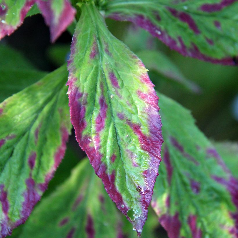 Stauden-Lobelie - Lobelia siphilitica (Laub)