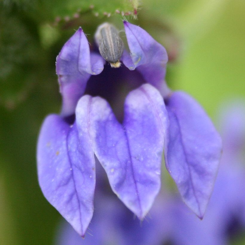 Stauden-Lobelie - Lobelia siphilitica (Blüte)
