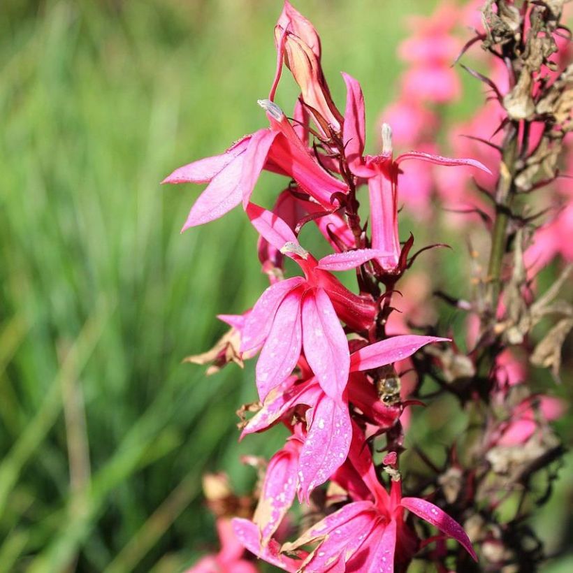 Prachtlobelie Fan Salmon - Lobelia speciosa (Flowering)