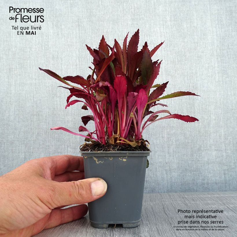 Example of Prachtlobelie Fan Salmon - Lobelia speciosa Kleine Töpfe von 8/9 cm as you get in printemps