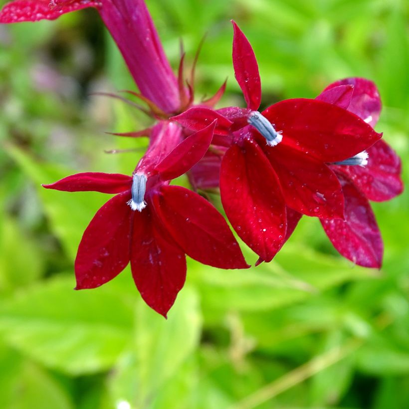 Prachtlobelie Fan burgundy - Lobelia speciosa (Flowering)