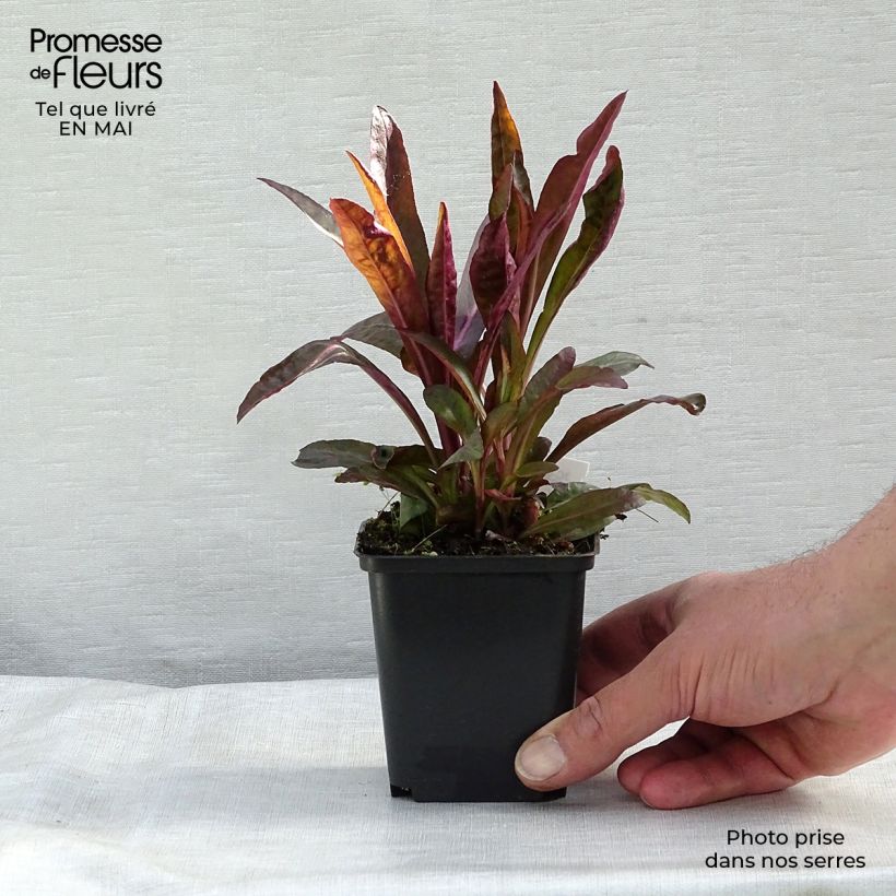 Example of Prachtlobelie Russian Princess - Lobelia speciosa Kleine Töpfe von 8/9 cm as you get in printemps