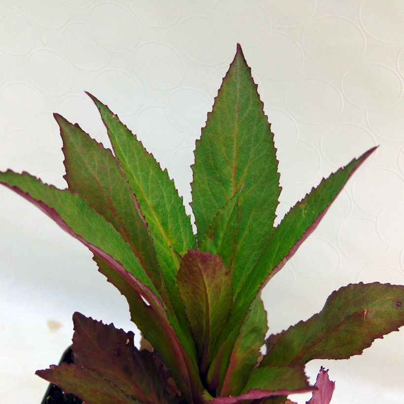 Prachtlobelie Tania - Lobelia speciosa (Foliage)