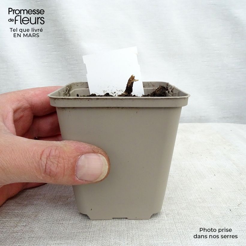 Example of Prachtlobelie Tania - Lobelia speciosa Kleine Töpfe von 7/8 cm as you get in printemps