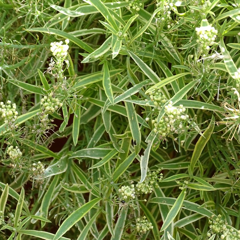 Strand-Silberkraut Primavera Princess - Lobularia (Blüte)