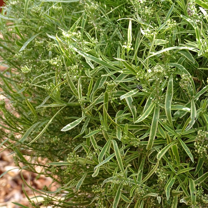 Strand-Silberkraut Primavera Princess - Lobularia (Wuchs)