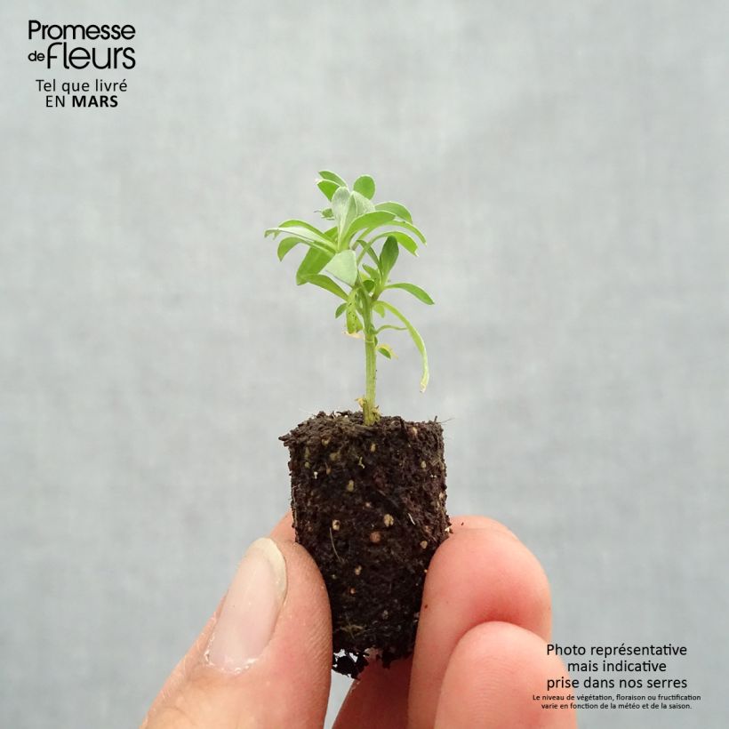 Example of Strand-Silberkraut Princess in Purple - Lobularia Mini-Plug Ø 1,5/2,5 cm as you get in printemps