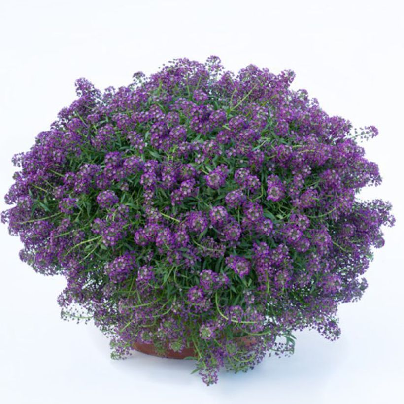 Strand-Silberkraut Princess in Purple - Lobularia (Flowering)
