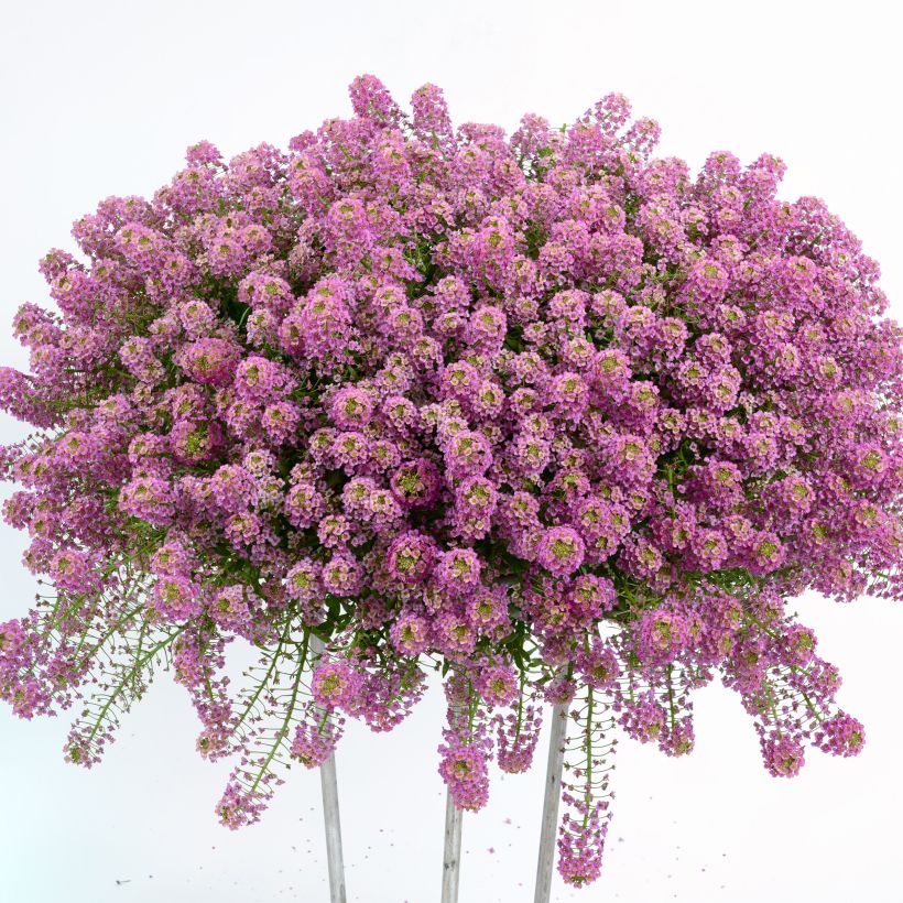 Strand-Silberkraut Raspberry Stream - Lobularia (Wuchs)