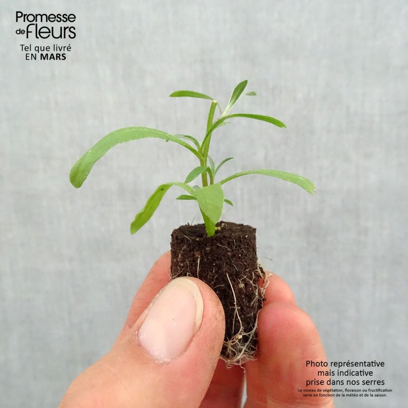 Example of Strand-Silberkraut Snow Princess - Lobularia Mini-Plug Ø 1,5/2,5 cm as you get in printemps