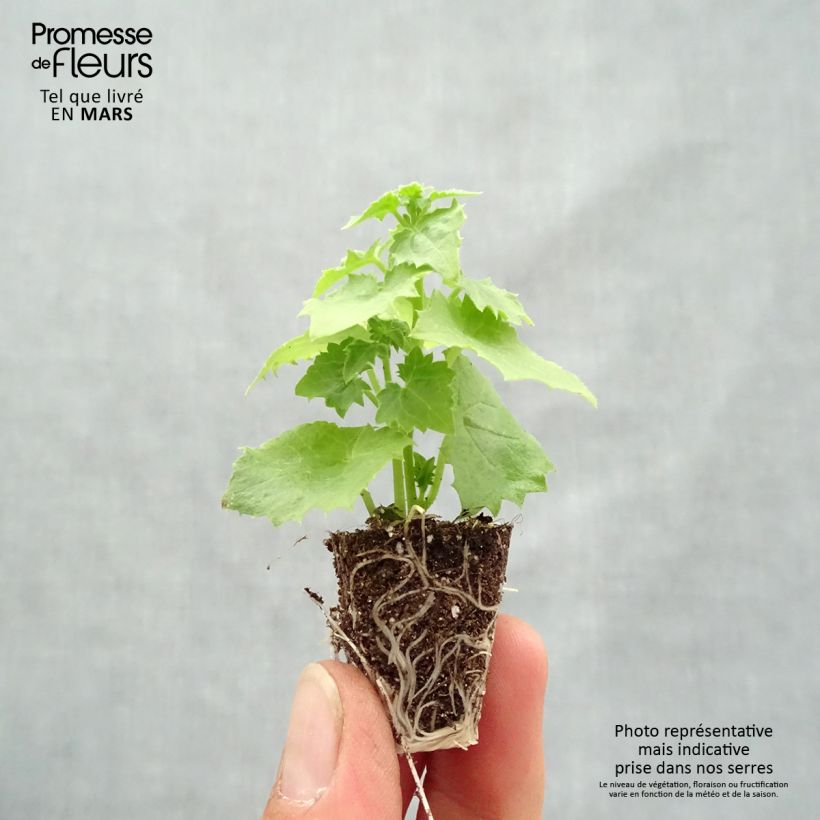 Example of Lophospermum scandens Album Mini-Plug Ø 3/4 cm as you get in printemps