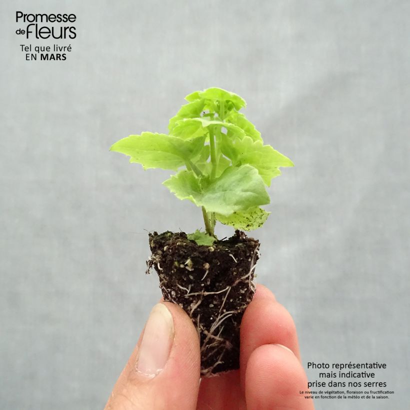 Example of Lophospermum scandens Rosea Mini-Plug Ø 3/4 cm as you get in printemps