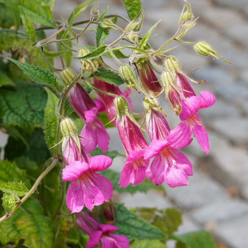 Lophospermum scandens Rosea (Flowering)