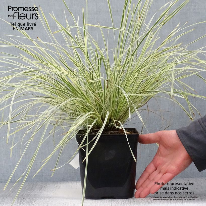 Exemplar von Lomandra longifolia White Sands Topf mit 2L/3L wie im Frühjahr geliefert