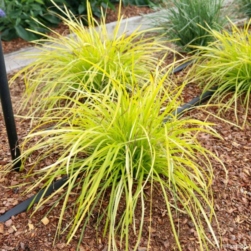 Lomandra longifolia Miner's Gold (Wuchs)