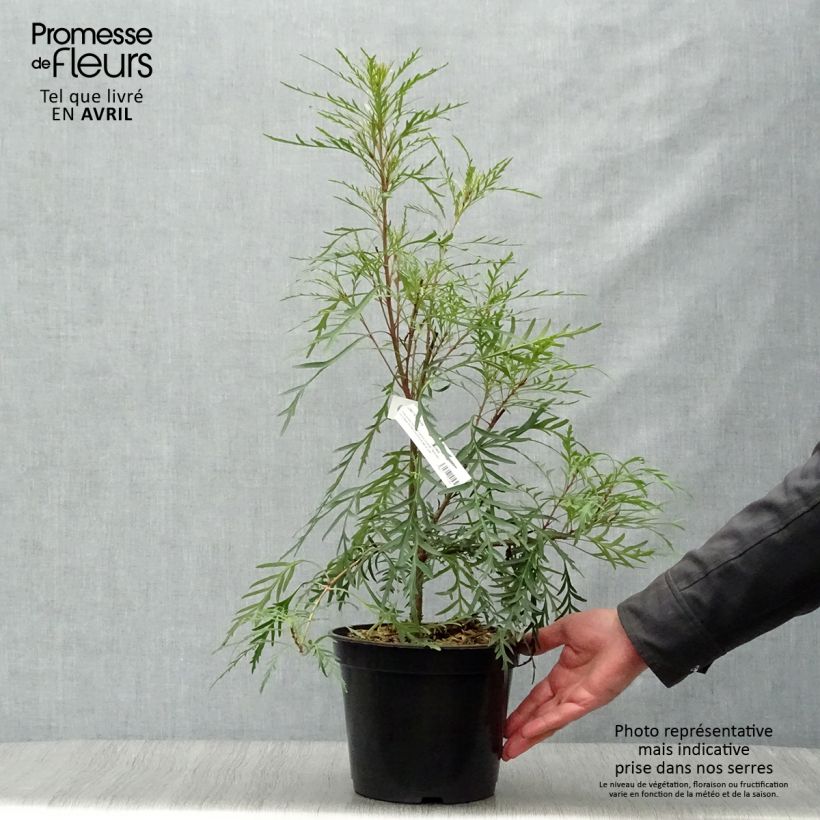 Example of Lomatia silaifolia - Lomatie Topf mit 3L/4L as you get in printemps