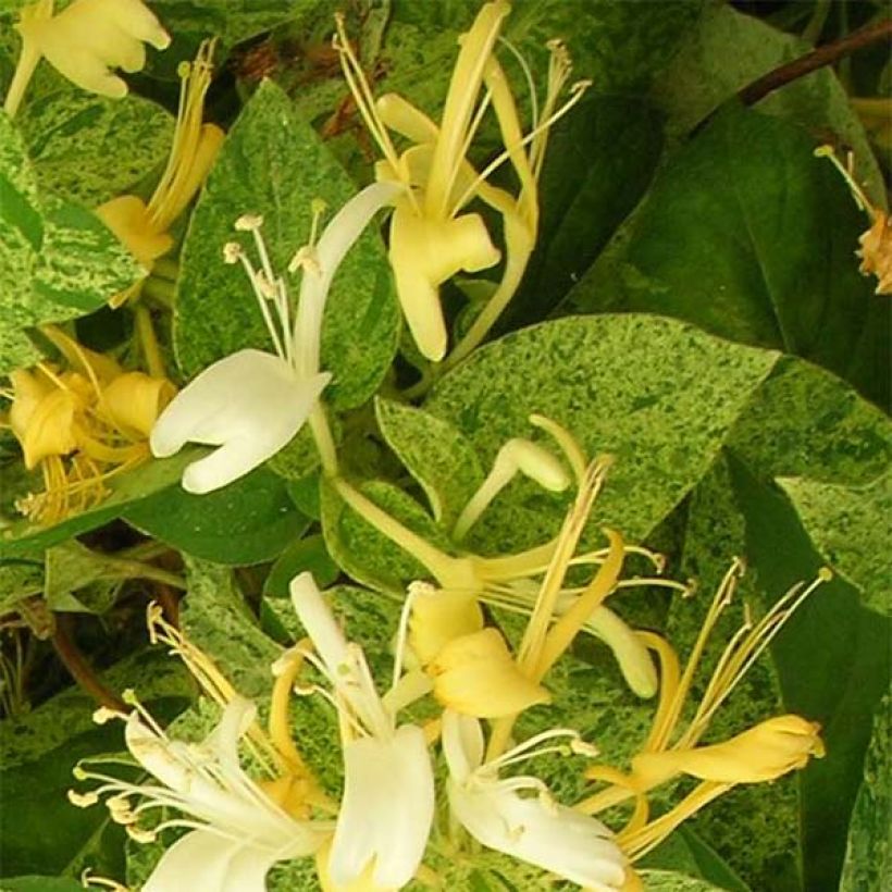 Lonicera japonica Mint Crisp - Japanisches Geißblatt (Blüte)