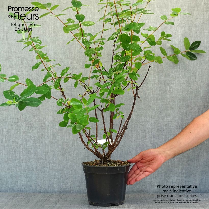 Exemplar von Heckenkirsche Strawberry Sensation - Lonicera kamtschatica Topf mit 3L/4L wie im Sommer geliefert