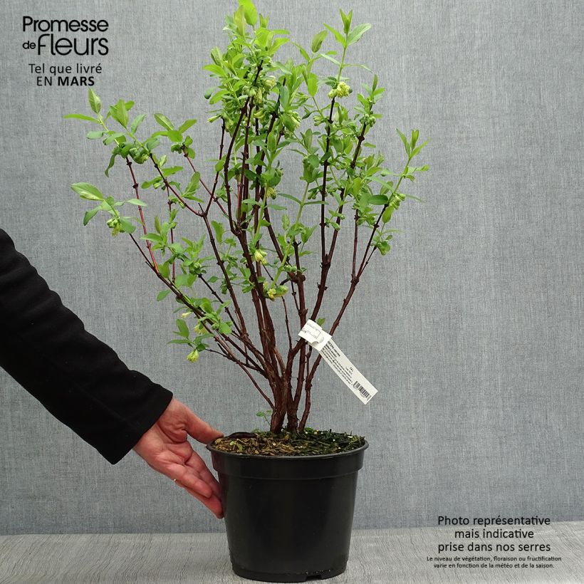 Exemplar von Heckenkirsche Strawberry Sensation - Lonicera kamtschatica Topf mit 3L/4L wie im Frühjahr geliefert