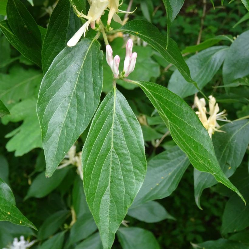 Lonicera caprifolium - Jelängerjelieber (Foliage)