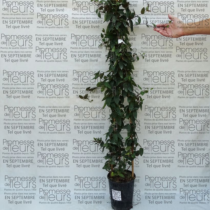 Beispiel eines Exemplars von Lonicera japonica Pink Aperitif - Japanisches Geißblatt Topf mit 3L/4L wie geliefert