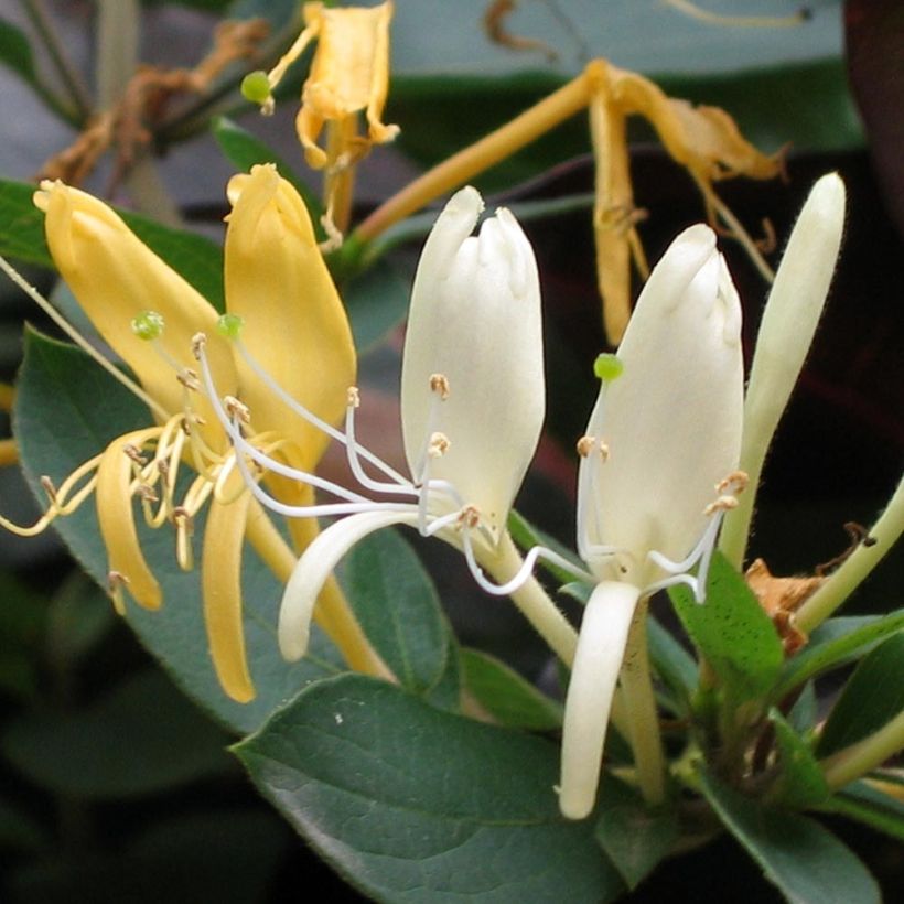Lonicera japonica Sweet Isabel - Japanisches Geißblatt (Blüte)